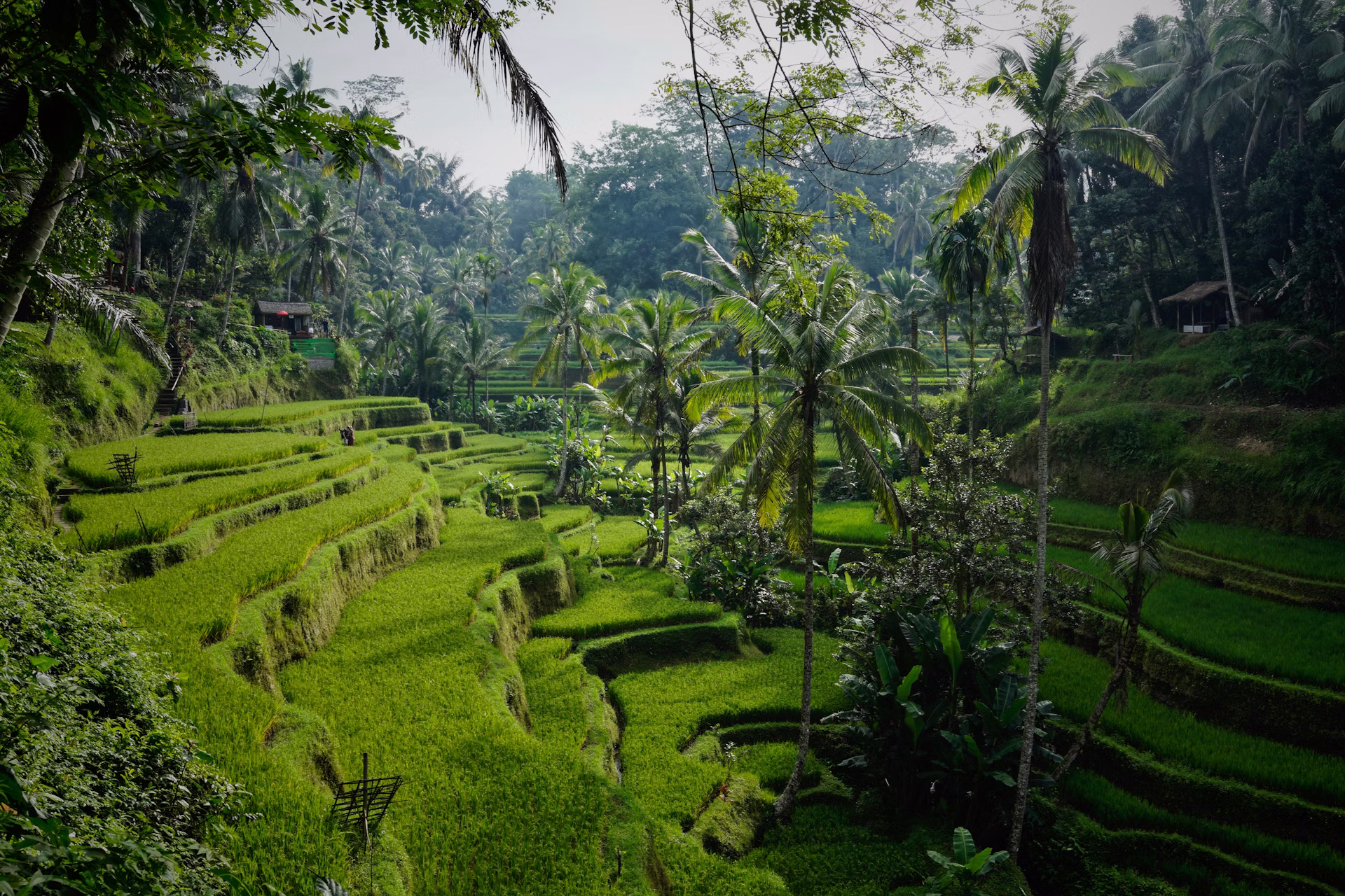 Bali family private driver day tours — Ubud rice terraces and temples with ISOFIX baby seat