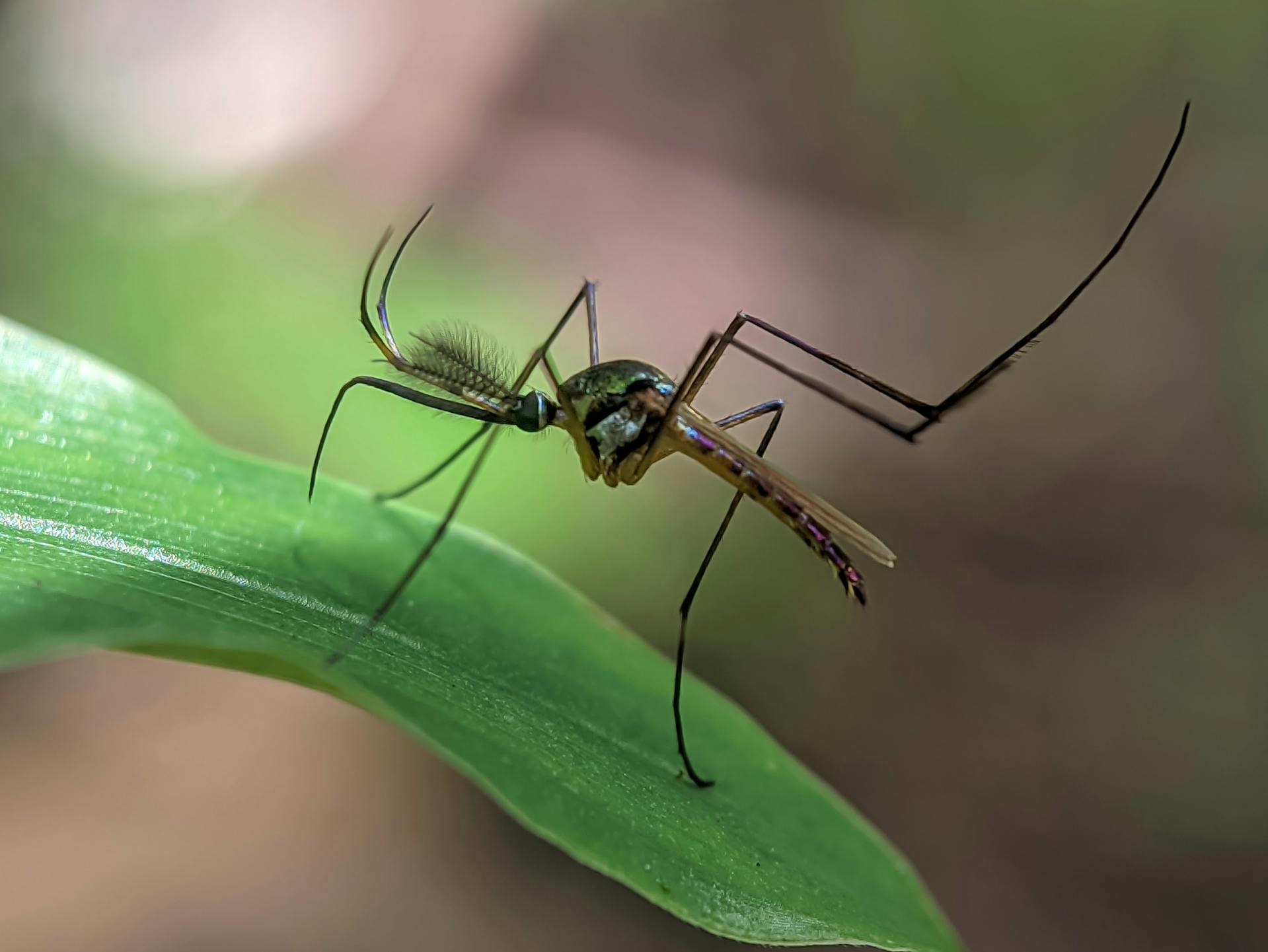 mosquito